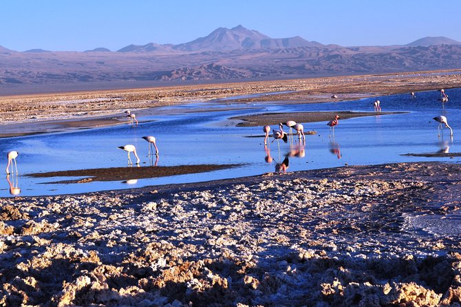 Atacama Salt Flat & Piedras Rojas Tour From San Pedro De Atacama