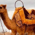 1 atlas mountains and three valleys waterfalls with camel ride guided day trip Atlas Mountains and Three Valleys & Waterfalls With Camel Ride Guided Day Trip