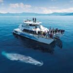 1 auckland dolphin and whale watching eco safari cruise Auckland Dolphin and Whale Watching Eco-Safari Cruise