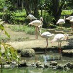 1 bali bird park 1 day admission ticket Bali Bird Park: 1-Day Admission Ticket