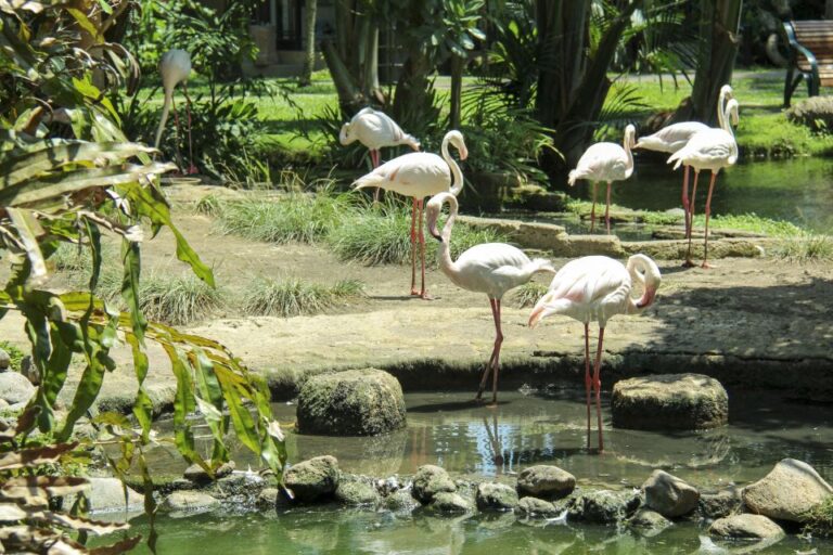 Bali Bird Park: 1-Day Admission Ticket