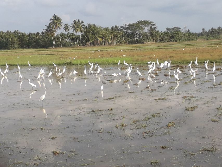 1 bali full day bird watching Bali: Full-Day Bird Watching Experience