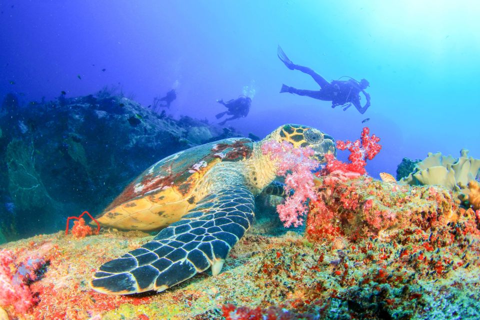 1 bali tulamben bay beginners dive Bali: Tulamben Bay Beginner's Dive Experience