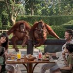 1 bali zoo breakfast with the orangutans Bali Zoo: Breakfast With the Orangutans