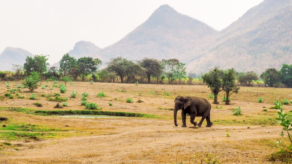 1 bangkok elephant sanctuary visit sup on the river kwai Bangkok: Elephant Sanctuary Visit & SUP on the River Kwai