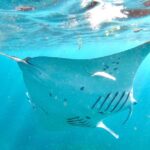 1 banjar nyuh boat tour with manta ray snorkeling stops Banjar Nyuh: Boat Tour With Manta Ray Snorkeling Stops