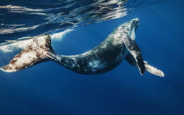 Bayahibe: Whale-Watching Cruise & Cayo Levantado Day Trip