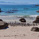1 beach day at boulders beach penguin watching half day Beach Day at Boulder's Beach & Penguin Watching, Half Day