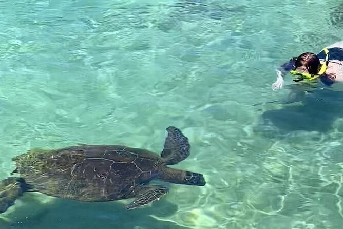 1 beach snorkel sea turtle and black sand lagoon Beach Snorkel - Sea Turtle and Black Sand Lagoon