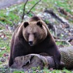 1 bear watching in the wild brasov Bear Watching in the Wild Brasov
