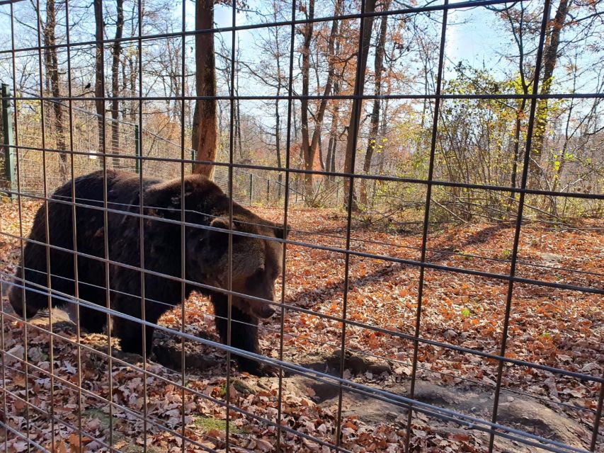 1 bears sanctuary bran castle and brasov city private tour Bears Sanctuary, Bran Castle and Brasov City - Private Tour