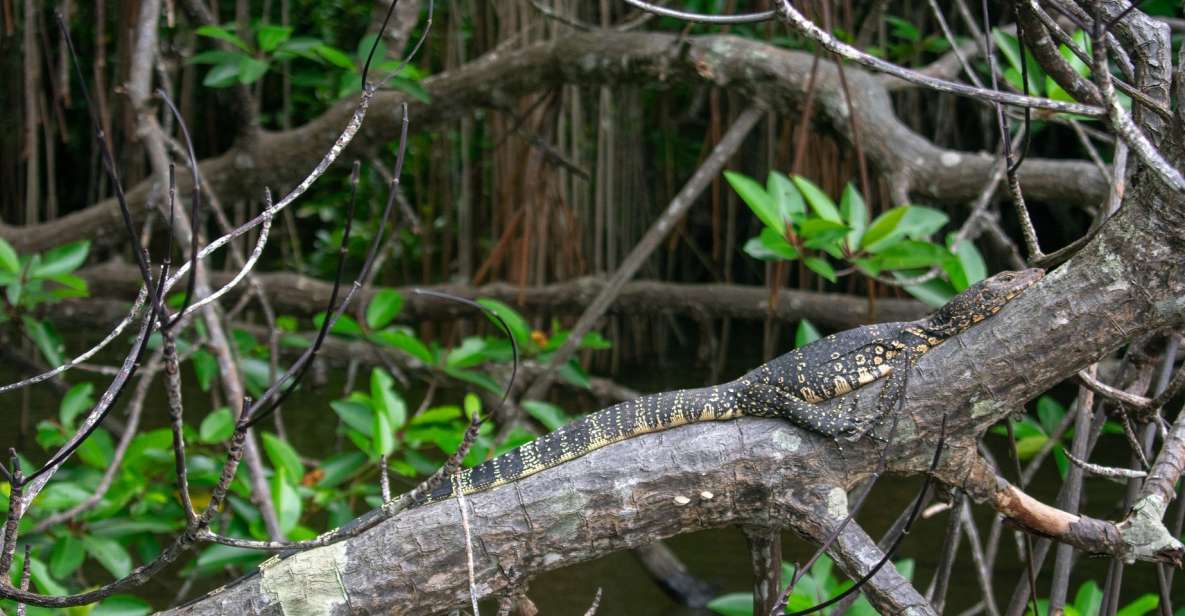 1 bentota mangrove lagoon and river cruise Bentota: Mangrove Lagoon and River Cruise