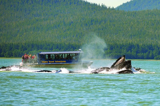 Best of Juneau: Mendenhall Glacier, Whale Watching and Salmon Bake