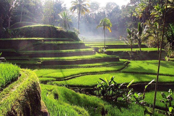 Best of Ubud Tour : All Inclusive & Private Trip