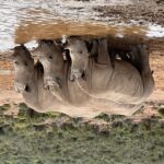 1 big five safari experience near capetown south africa Big-Five Safari Experience Near CapeTown, South Africa