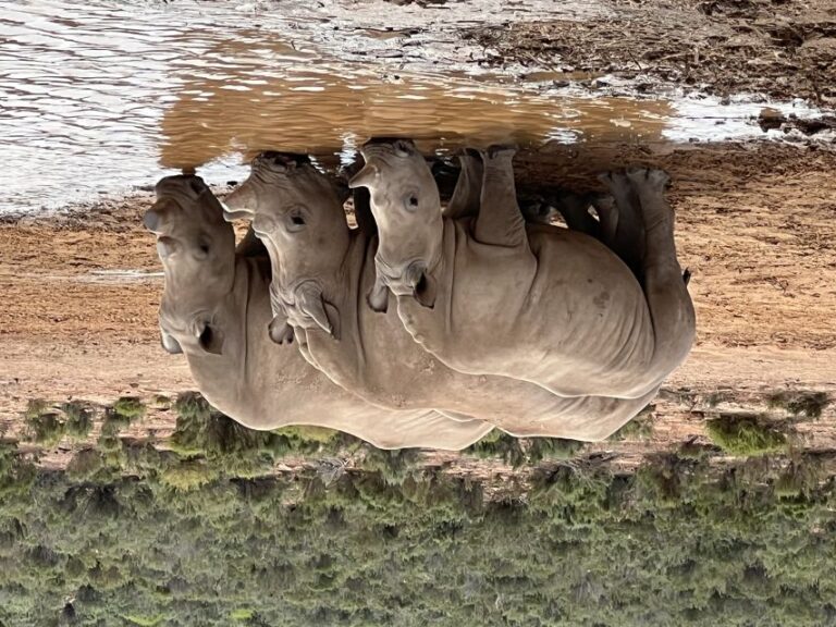 Big-Five Safari Experience Near CapeTown, South Africa