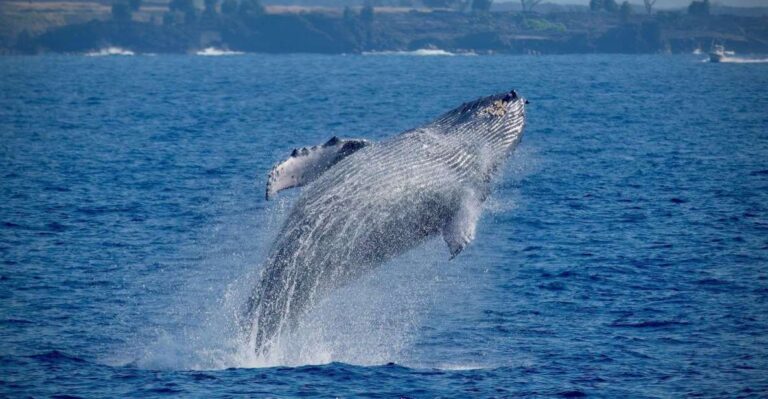 Big Island: Kona Super Raft Whale Watch