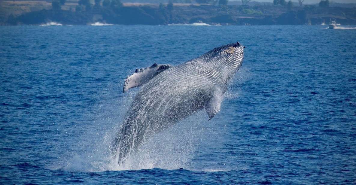 1 big island kona super raft whale watch Big Island: Kona Super Raft Whale Watch