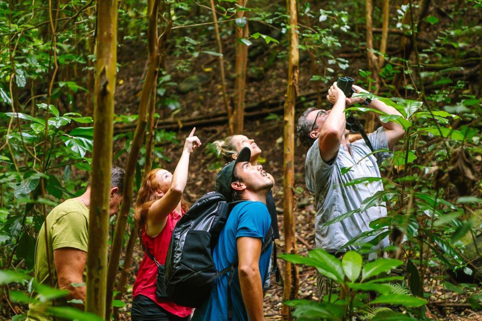 1 big island native bird watching hiking tour Big Island: Native Bird Watching & Hiking Tour