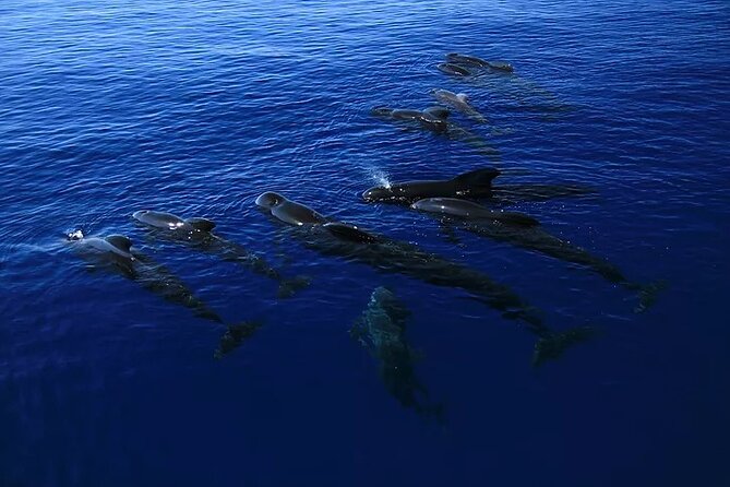 Big Island Speed Boat Snorkel Dolphin and Whale Watch Combo  – Big Island of Hawaii