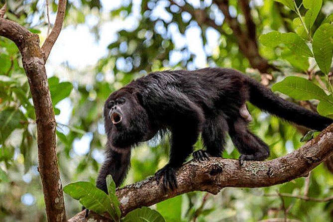 Bijagua De Upala 1-Hour Sloth-Spotting Rainforest Walking Tour (Mar )
