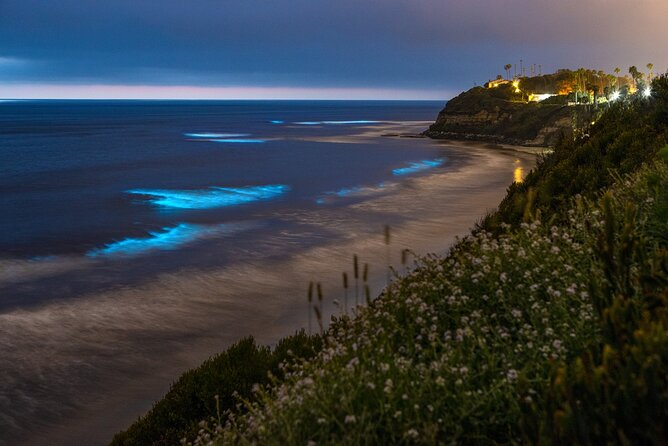 Bioluminescence Kayak Tour – Est. 1994