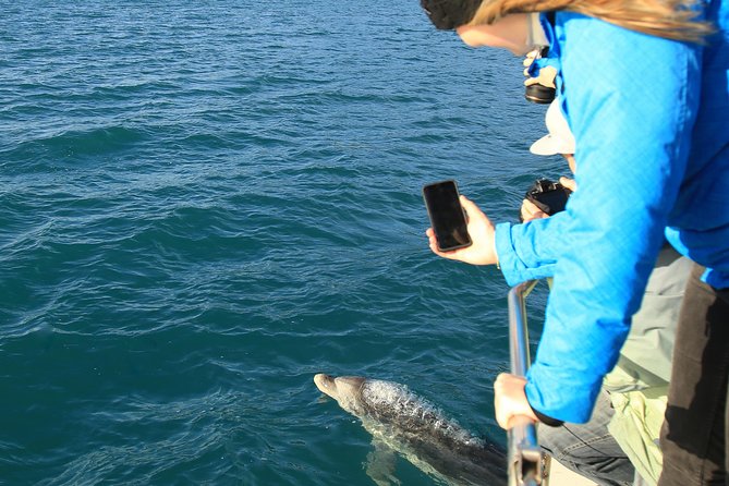 Bird Watching and Dolphin Eco-Tour From Picton