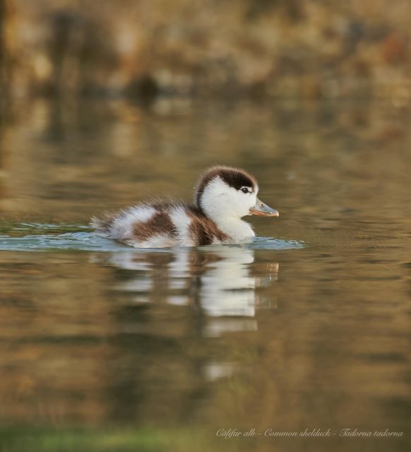 Bird Watching and Photography Private Tour Near Constanta - Meeting Point and Contact Info