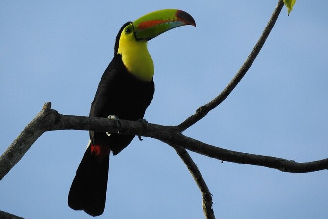 1 bird watching tour in monteverde Bird Watching Tour in Monteverde