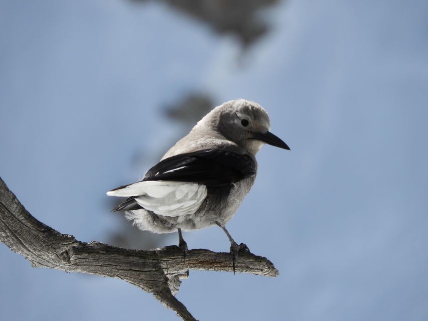 Birding Hike and Hot Spring Soak From Denver