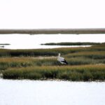 1 birdwatching in ria formosa eco boat tour from faro Birdwatching in Ria Formosa: Eco Boat Tour From Faro