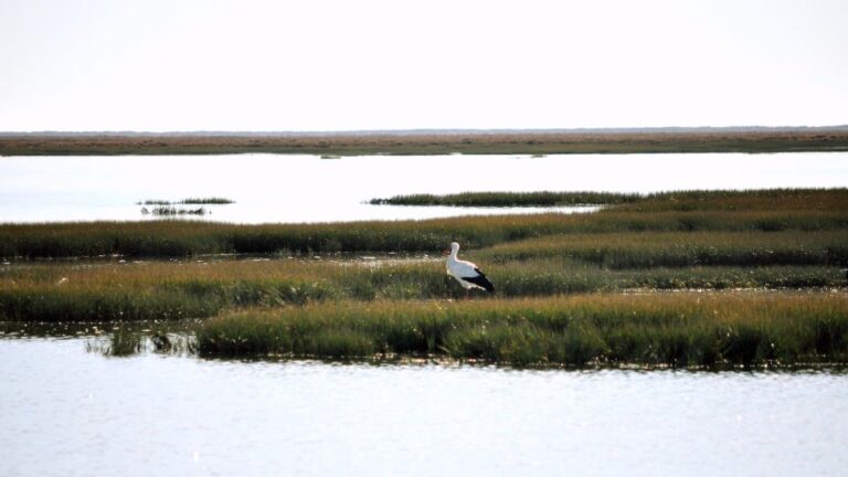 Birdwatching in Ria Formosa: Eco Boat Tour From Faro