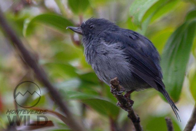 Birdwatching Tour at the Cloud Forest -Monteverde Wild-