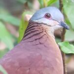 1 birdwatching tour in monteverde Birdwatching Tour in Monteverde