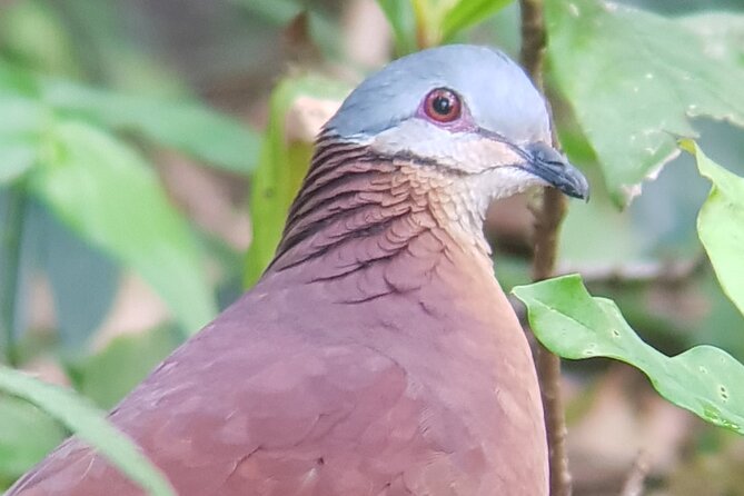 1 birdwatching tour in monteverde Birdwatching Tour in Monteverde