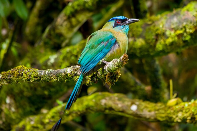 1 birdwatching tour unlock the wonder whether beginner or advanced Birdwatching Tour: Unlock the Wonder, Whether Beginner or Advanced