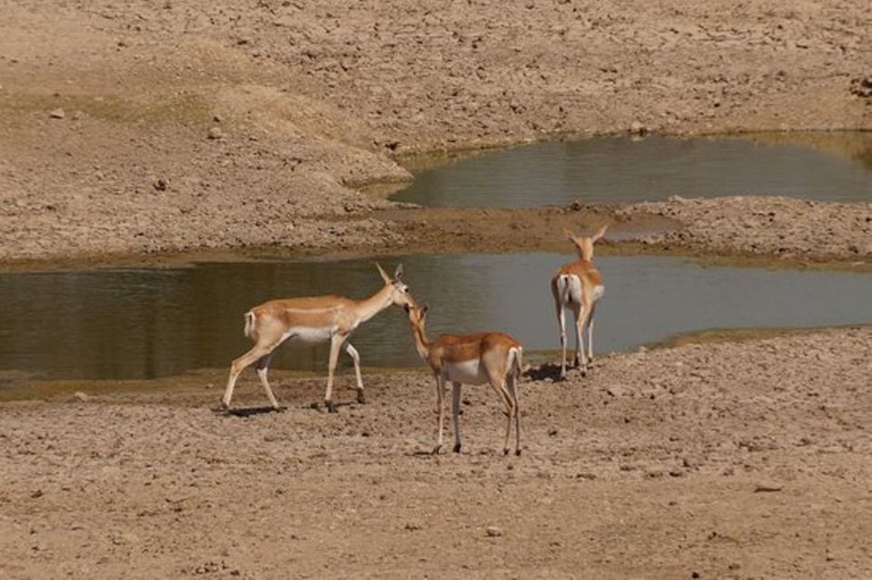 Bishnoi Village Safari Private Half Day Tour