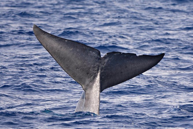 Blue Whale Perth Canyon Expedition