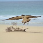 1 boa vista bird watch expedition in natural environment Boa Vista: Bird Watch Expedition in Natural Environment