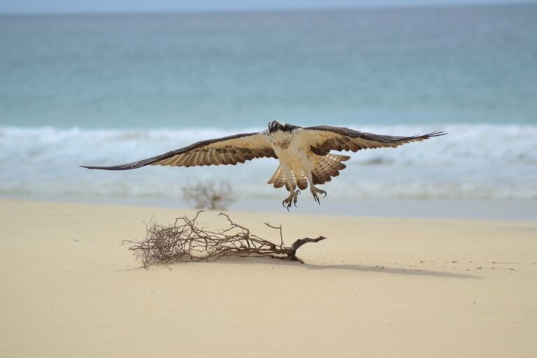 Boa Vista: Bird Watch Expedition in Natural Environment