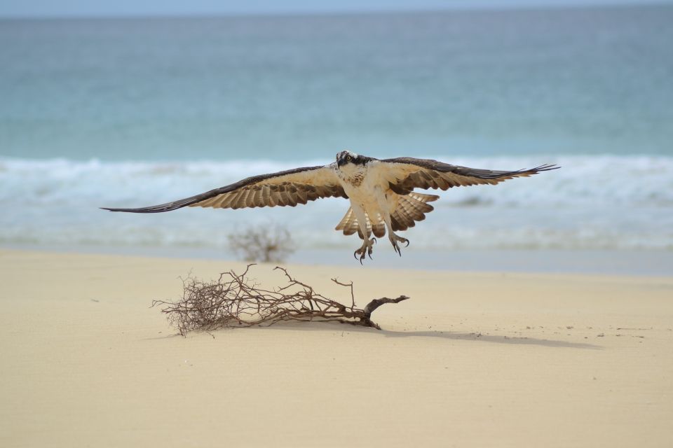 1 boa vista bird watch expedition in natural environment Boa Vista: Bird Watch Expedition in Natural Environment