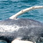 1 boa vista full day whale watching tour Boa Vista: Full-Day Whale Watching Tour