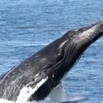 1 boa vista half day whale watching tour Boa Vista: Half-Day Whale Watching Tour