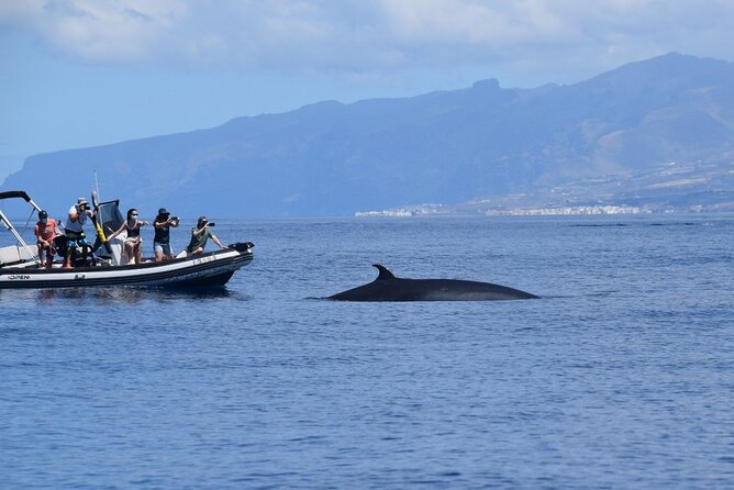 1 bonadea ii ecological whale watching 2 hours Bonadea II Ecological Whale Watching, 2 Hours