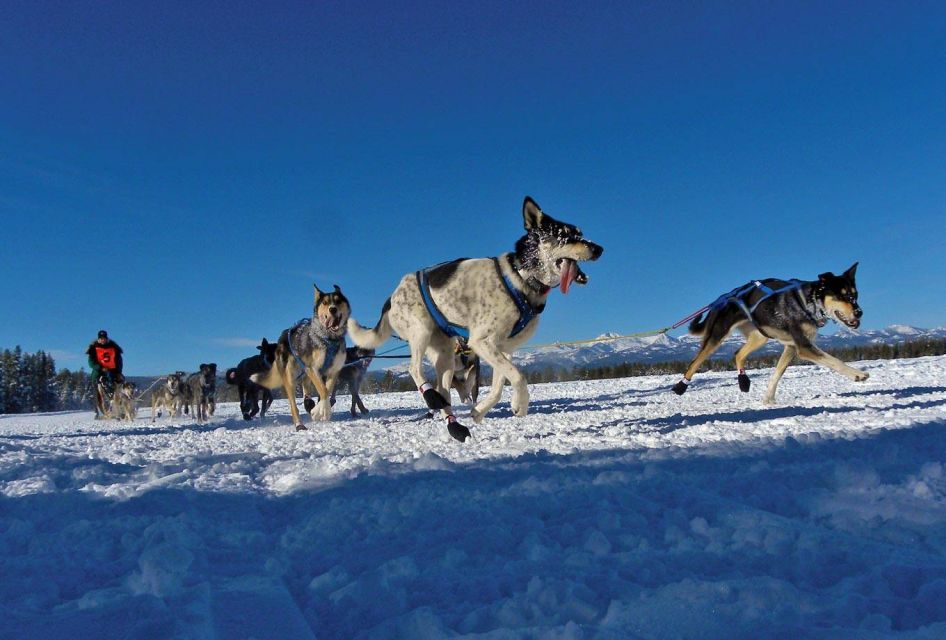 1 bozeman 6 day yellowstone winter wonderland tour Bozeman: 6 Day Yellowstone Winter Wonderland Tour