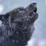 1 bozeman yellowstone wolves and winter 4day 3night adventure Bozeman: Yellowstone Wolves and Winter 4Day/3Night Adventure