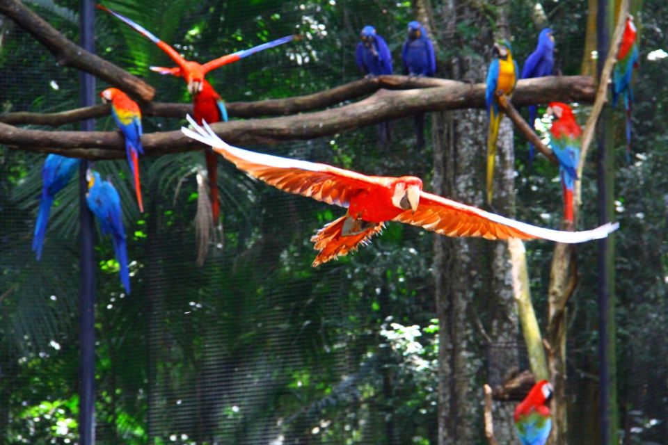 1 brazilian falls bird park and itaipu dam 2 Brazilian Falls, Bird Park and Itaipu Dam