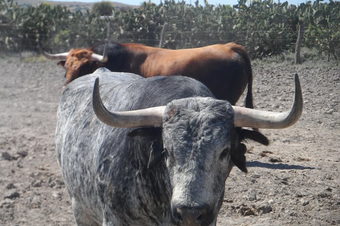 Bull Breeding Farm: Guided Half-Day Tour From Seville