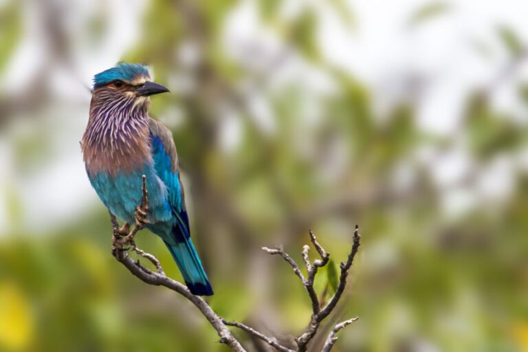 Bundala National Park Safari – Birding Paradise Tour