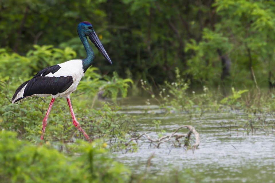 1 bundala national park safari birding paradise tour Bundala National Park Safari - Birding Paradise Tour